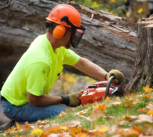 tree services Edgemere